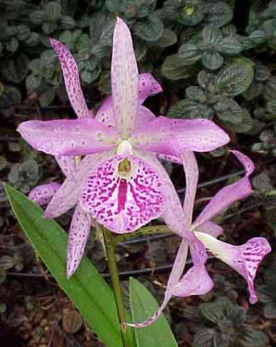 Brassocattleya Maikai 'Mayumi' HCC-AOS 